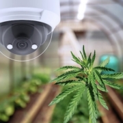How Security Is Shaping the Cannabis Industry